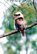 LS113  Laughing Kookaburra, Warrumbungle National Park NSW